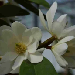 Michelia 'Fairy Magnolia White' -Tuin Stek Verkoop michelia fairy magnolia blush