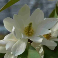 Uitgelichte producten 16 Michelia 'Fairy Magnolia White'