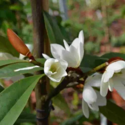 Michelia 'Fairy Magnolia White' -Tuin Stek Verkoop michelia fairy magnolia blush 3