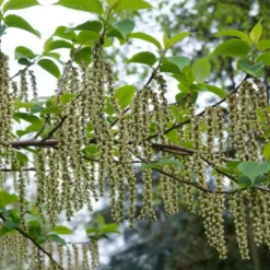 Staartaar (Stachyurus Praecox) -Tuin Stek Verkoop moja00886 1 1