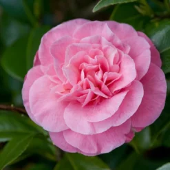 Uitgelichte producten 5 Camelia (Camellia Japonica 'Marie Bracey')