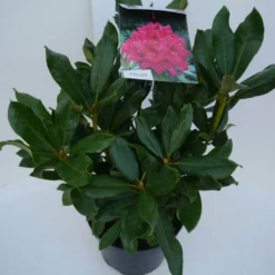 Rhododendron (Rhododendron 'Nova Zembla') -Tuin Stek Verkoop nova zembla c5 zij