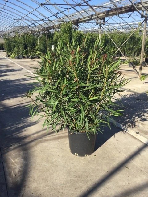 Smalbladige Oleander (Nerium Oleander 'Papa Gambetta') 2 Smalbladige Oleander (Nerium Oleander 'Papa Gambetta') - Afbeelding 2
