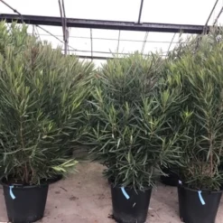 Smalbladige Oleander (Nerium Oleander 'Papa Gambetta') 5 Smalbladige Oleander (Nerium Oleander 'Papa Gambetta') -Tuin Stek Verkoop oleanderpapagambetta 1