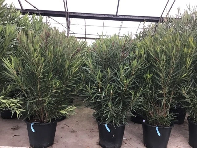 Smalbladige Oleander (Nerium Oleander 'Papa Gambetta') 3 Smalbladige Oleander (Nerium Oleander 'Papa Gambetta') - Afbeelding 3