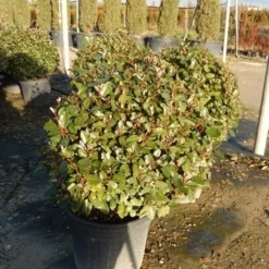 Olijfwilg Als Bol (Elaeagnus Ebbingei 'Compacta') -Tuin Stek Verkoop olijfwilg bollen 6070cm 2