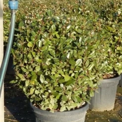 Olijfwilg Als Bol (Elaeagnus Ebbingei 'Compacta') -Tuin Stek Verkoop olijfwilg bollen 6070cm 5