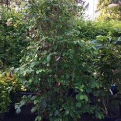 Perzisch Ijzerhout (Parrotia Persica 'Vanessa') -Tuin Stek Verkoop parrotia 250 300 c130