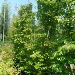 Perzisch Ijzerhout (Parrotia Persica 'Vanessa') -Tuin Stek Verkoop parrotia persica 200 250 300 c50