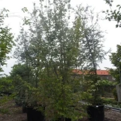 Perzisch Ijzerhout (Parrotia Persica 'Vanessa') -Tuin Stek Verkoop parrotia persica 350 400 500 c500