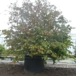 Perzisch Ijzerhout (Parrotia Persica 'Vanessa') -Tuin Stek Verkoop parrotia persica c1500 solitair extra