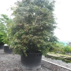 Perzisch Ijzerhout (Parrotia Persica 'Vanessa') -Tuin Stek Verkoop parrotia persica c1500 solitair extra 2