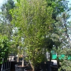 Perzisch Ijzerhout (Parrotia Persica 'Vanessa') -Tuin Stek Verkoop parrotia persica vanessa 400 500 600 c500