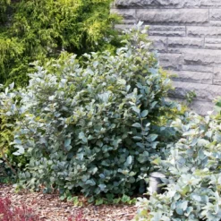 Tuin Stek Verkoop -Tuin Stek Verkoop phbe01942