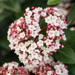 Sneeuwbal, Piramide (Viburnum Tinus 'Eve Price ') -Tuin Stek Verkoop phbe06702 1 1