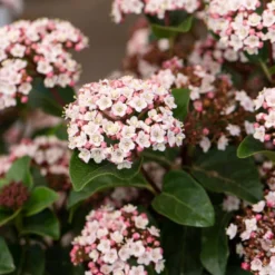 Sneeuwbal (Viburnum Tinus 'Lisa Rose')