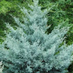 Cipres (Cupressus Arizonica 'Glauca')