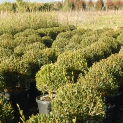 Steenlinde Als Bol (Phillyrea Angustifolia) -Tuin Stek Verkoop phillyrea angustifolia 1 1