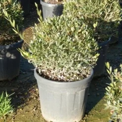 Steenlinde Als Bol (Phillyrea Angustifolia) -Tuin Stek Verkoop phillyrea angustifolia 2