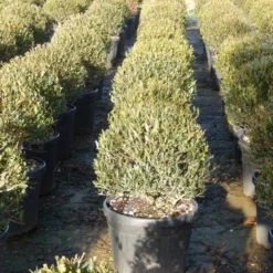 Steenlinde Als Bol (Phillyrea Angustifolia) -Tuin Stek Verkoop phillyrea angustifolia 3