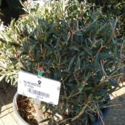 Steenlinde Als Bol (Phillyrea Angustifolia) -Tuin Stek Verkoop phillyrea angustifolia bol