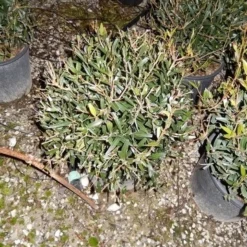 Steenlinde Als Bol (Phillyrea Angustifolia) -Tuin Stek Verkoop phillyrea angustifolia bol 1