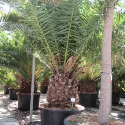 Canarische Dadelpalm (Phoenix Canariensis) -Tuin Stek Verkoop phoenix canariensi 2