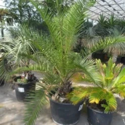 Canarische Dadelpalm (Phoenix Canariensis) -Tuin Stek Verkoop phoenix canariensis 150 200 c90