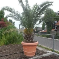Canarische Dadelpalm (Phoenix Canariensis) -Tuin Stek Verkoop phoenix canariensis 250 300 c500 solitair