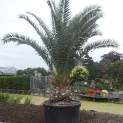 Canarische Dadelpalm (Phoenix Canariensis) -Tuin Stek Verkoop phoenix canariensis 350 400 c1000 solitair