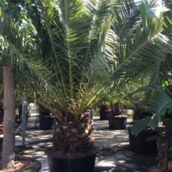 Canarische Dadelpalm (Phoenix Canariensis) -Tuin Stek Verkoop phoenix canariensis 350400cm