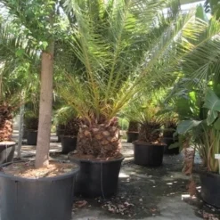 Canarische Dadelpalm (Phoenix Canariensis) -Tuin Stek Verkoop phoenix canariensis 3
