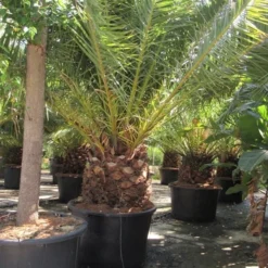 Canarische Dadelpalm (Phoenix Canariensis) -Tuin Stek Verkoop phoenix canariensis 4