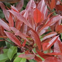 Glansmispel, Pyramide (Photinia Fraseri 'Red Robin' ) -Tuin Stek Verkoop photinia fraseri red robin01 5 1