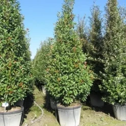 Glansmispel, Pyramide (Photinia Fraseri 'Red Robin' ) -Tuin Stek Verkoop photinia fraseri red robin piramide