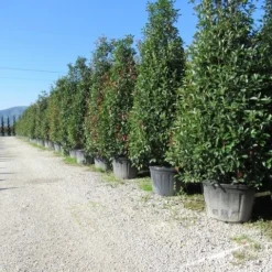 Glansmispel, Pyramide (Photinia Fraseri 'Red Robin' ) -Tuin Stek Verkoop photinia fraseri red robin piramide 2