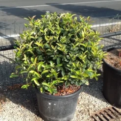 Glansmispel Als Bolvorm (Photinia Fraseri 'Carré Rouge') -Tuin Stek Verkoop photiniacarrerougebal02