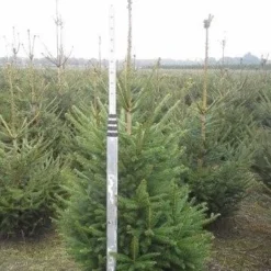Fijnspar (Picea Abies) -Tuin Stek Verkoop picea abies 125 150 5 1