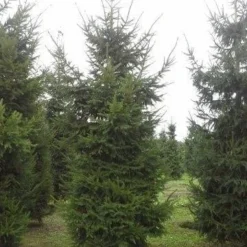 Fijnspar (Picea Abies) -Tuin Stek Verkoop picea abies 2 450 500 1 1