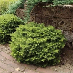 Kussenspar (Picea Abies 'Little Gem') -Tuin Stek Verkoop picea abies little gem 1