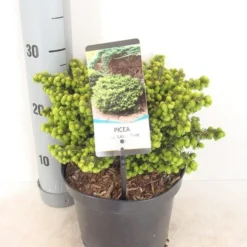 Kussenspar (Picea Abies 'Little Gem') -Tuin Stek Verkoop picea abies little gem zomer c3 m