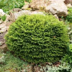 Spar (Picea Abies 'Nidiformis') -Tuin Stek Verkoop picea abies nidiformis 1