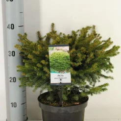 Spar (Picea Abies 'Nidiformis') -Tuin Stek Verkoop picea abies nidiformis c3 m