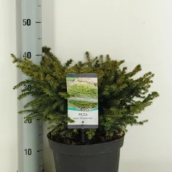 Spar (Picea Abies 'Nidiformis') -Tuin Stek Verkoop picea abies nidiformis c5 m