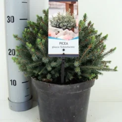 Dwergspar (Picea Glauca 'Echiniformis') -Tuin Stek Verkoop picea glauca echiniformis zomer c3 m 1