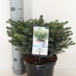 Servische Spar (Picea Omorika 'Karel') -Tuin Stek Verkoop picea omorika karel winter c3 m