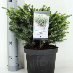 Servische Spar (Picea Omorika 'Karel') -Tuin Stek Verkoop picea omorika karel zomer c5 m