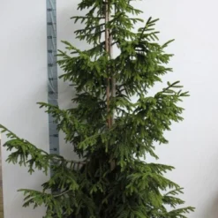 Kaukasische Spar (Picea Orientalis 'Aureospicata') -Tuin Stek Verkoop picea orientalis aureospicata 175 200 cm co. 45l kopie