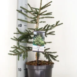 Kaukasische Spar (Picea Orientalis 'Aureospicata') -Tuin Stek Verkoop picea orientalis aureospicata winter c3 m
