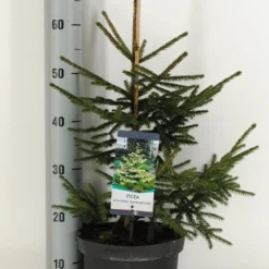 Kaukasische Spar (Picea Orientalis 'Aureospicata') -Tuin Stek Verkoop picea orientalis aureospicata winter c5 m